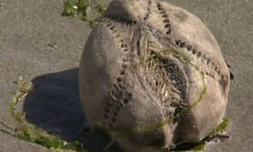 Mυστηριώδη θαλάσσια πλάσματα  στην παραλία της Κορνουάλης