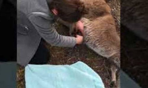 Οδηγός ξεγέννησε καγκουρό από την κοιλιά της νεκρής μαμά του (vid)
