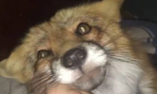 Όλο πονηριά η αλεπού: Δείτε τι σκαρφίζεται για να μη βγει έξω (vid)