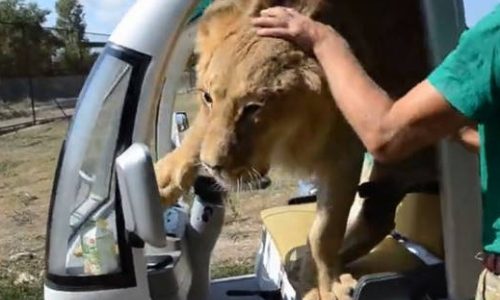 Λιοντάρι «τρελαίνεται» με τουρίστες και αρχίζει τις αγκαλιές! (vid)