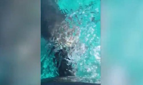 Τρόμος! Καρχαρίας άρπαξε μηχανή σκάφους (vid)