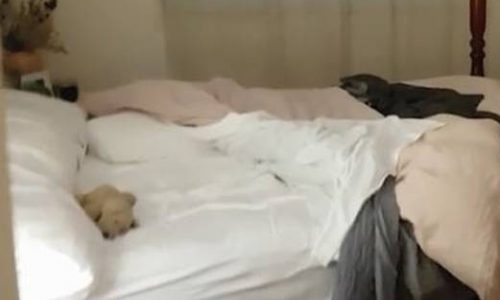 Δεν πίστευε στα μάτια της: Ο μυστηριώδης θόρυβος την οδήγησε σε μια... τρομακτική ανακάλυψη! (vid)