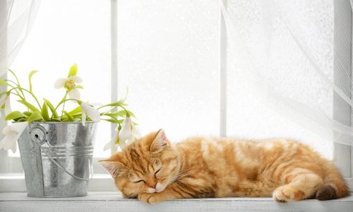 Ημερήσιες Προβλέψεις για όλα τα Ζώδια 03/03