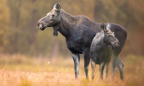 Διάβασε την προσωπική σου πρόβλεψη, για σήμερα 12/10/2025