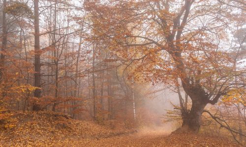 Διάβασε την προσωπική σου πρόβλεψη, για σήμερα 13/11/2025
