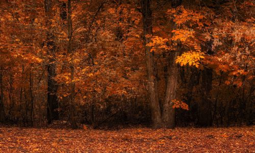 Διάβασε την προσωπική σου πρόβλεψη, για σήμερα 21/11/2025