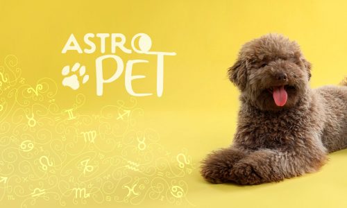 AstroPet από 04/11 έως 10/11: Εβδομαδιαίες προβλέψεις για το κατοικίδιό σου