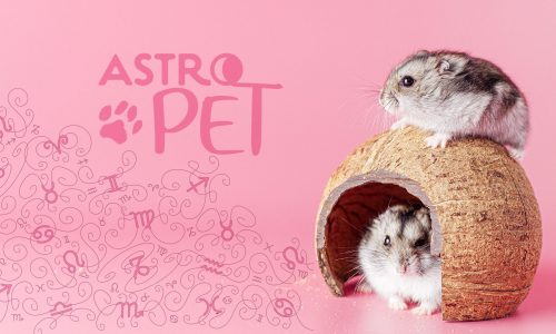 AstroPet από 18/11 έως 24/11: Εβδομαδιαίες προβλέψεις για το κατοικίδιό σου