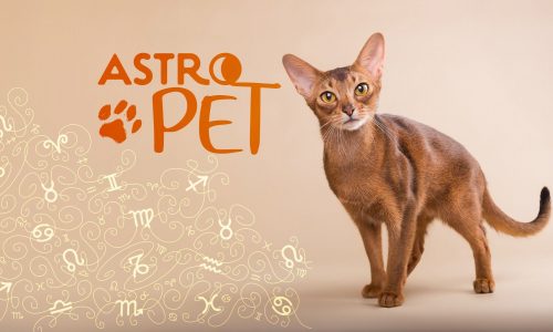 AstroPet από 25/11 έως 01/12: Εβδομαδιαίες προβλέψεις για το κατοικίδιό σου