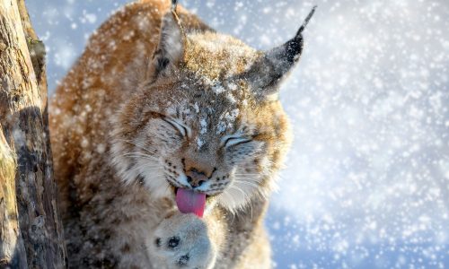 Διάβασε την προσωπική σου πρόβλεψη, για σήμερα 01/12/2025