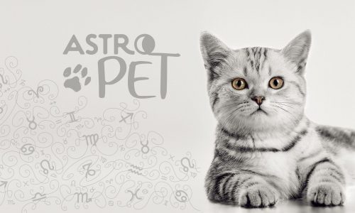 AstroPet από 16/12 έως 22/12: Εβδομαδιαίες προβλέψεις για το κατοικίδιό σου