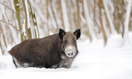 Διάβασε την προσωπική σου πρόβλεψη, για σήμερα 10/01/2026