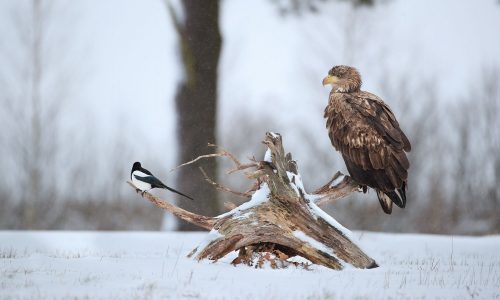 Διάβασε την προσωπική σου πρόβλεψη, για σήμερα 20/01/2026