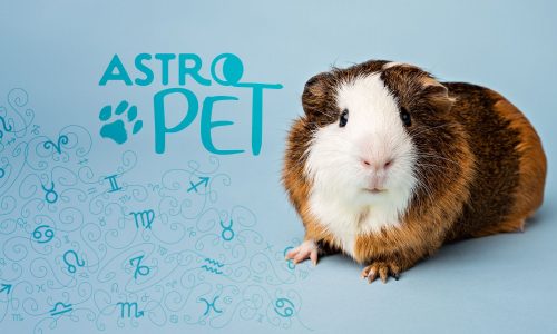 AstroPet από 30/12 έως 05/01: Εβδομαδιαίες προβλέψεις για το κατοικίδιό σου