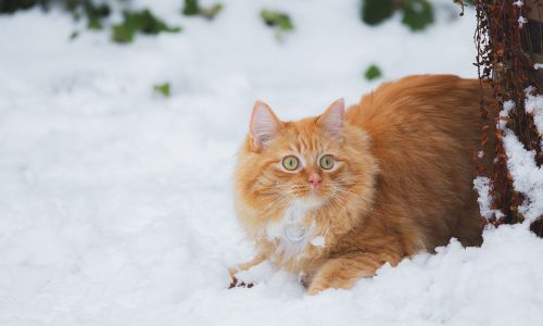 Διάβασε την προσωπική σου πρόβλεψη, για σήμερα 08/01/2026