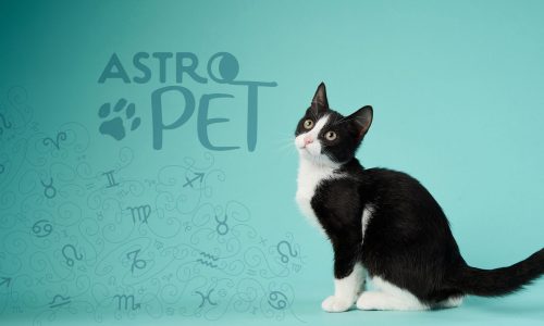 AstroPet από 06/01 έως 12/01: Εβδομαδιαίες προβλέψεις για το κατοικίδιό σου