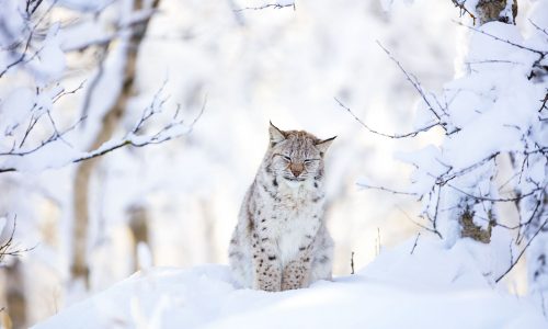 Διάβασε την προσωπική σου πρόβλεψη, για σήμερα 03/02/2026