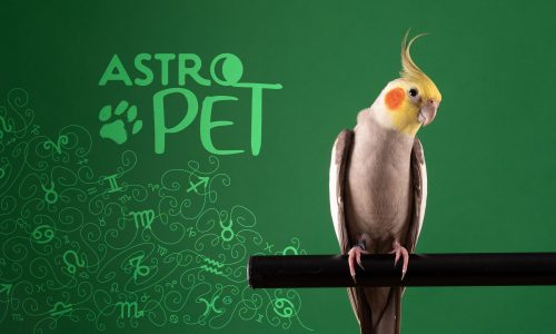AstroPet από 27/01 έως 02/02: Εβδομαδιαίες προβλέψεις για το κατοικίδιό σου