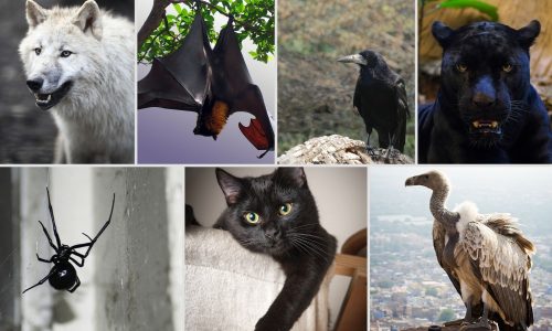 Ποιο ζώο σε τραβά; Δες τι αποκαλύπτει για τη σκοτεινή σου πλευρά