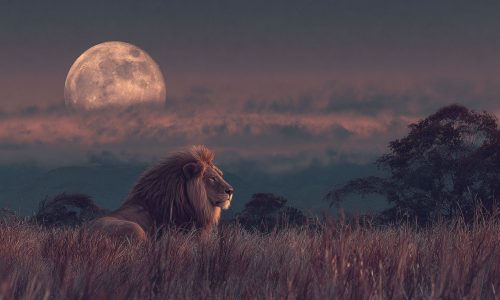 Πανσέληνος στον Λέοντα: Λάμψη, πάθος και αποκαλύψεις για όλα τα ζώδια