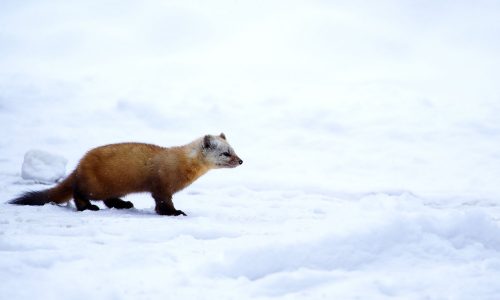 Διάβασε την προσωπική σου πρόβλεψη, για σήμερα 15/02/2026