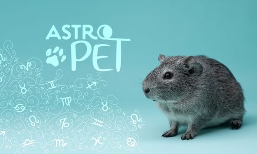 AstroPet από 10/02 έως 16/02: Εβδομαδιαίες προβλέψεις για το κατοικίδιό σου