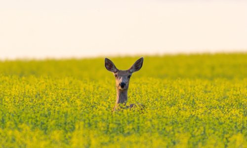 Διάβασε την προσωπική σου πρόβλεψη, για σήμερα 22/03/2026