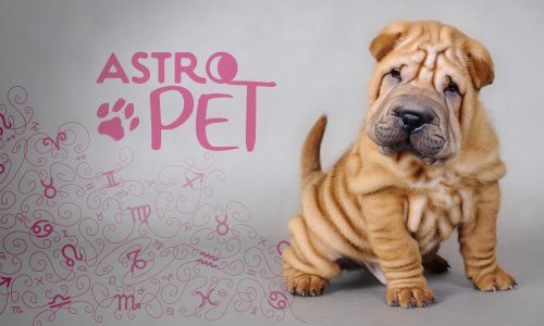 AstroPet από 28/04 έως 04/05: Εβδομαδιαίες προβλέψεις για το κατοικίδιό σου