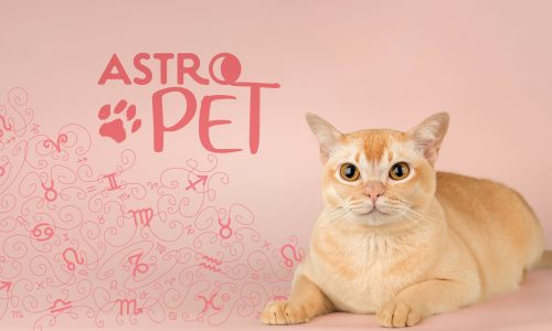 AstroPet από 23/06 έως 29/06: Εβδομαδιαίες προβλέψεις για το κατοικίδιό σου