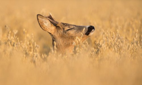 Διάβασε την προσωπική σου πρόβλεψη, για σήμερα 14/07/2026