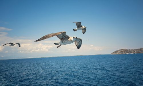 Διάβασε την προσωπική σου πρόβλεψη, για σήμερα 20/07/2026