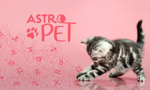 AstroPet από 07/07 έως 13/07: Εβδομαδιαίες προβλέψεις για το κατοικίδιό σου