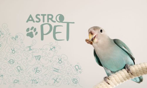 AstroPet από 21/07 έως 27/07: Εβδομαδιαίες προβλέψεις για το κατοικίδιό σου