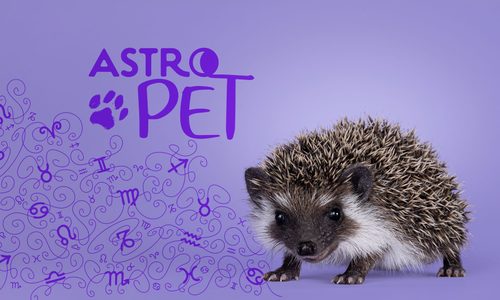AstroPet από 18/08 έως 24/08: Εβδομαδιαίες προβλέψεις για το κατοικίδιό σου