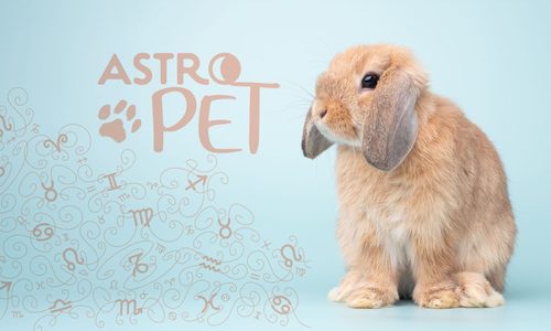 AstroPet από 22/09 έως 28/09: Εβδομαδιαίες προβλέψεις για το κατοικίδιό σου