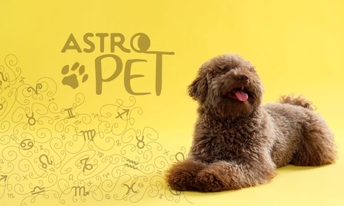 AstroPet από 29/09 έως 05/10: Εβδομαδιαίες προβλέψεις για το κατοικίδιό σου