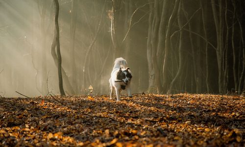 Διάβασε την προσωπική σου πρόβλεψη, για σήμερα 29/10/2026