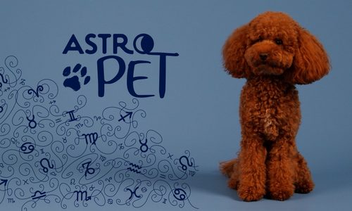 AstroPet από 13/10 έως 19/10: Εβδομαδιαίες προβλέψεις για το κατοικίδιό σου