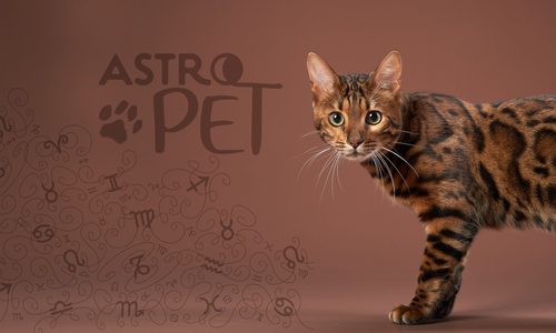 AstroPet από 27/10 έως 02/11: Εβδομαδιαίες προβλέψεις για το κατοικίδιό σου