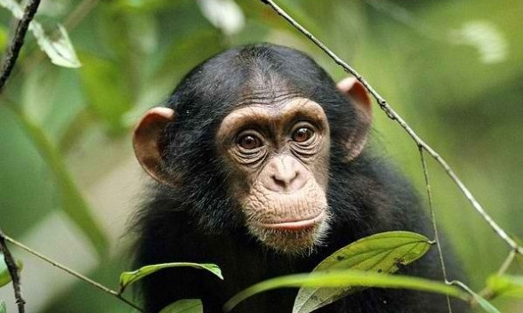 To be or to chimpanzee?