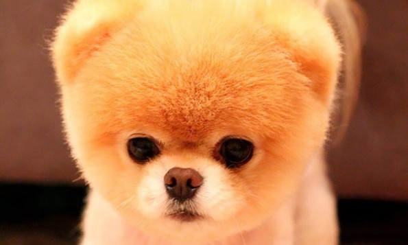 Τα πιο χαριτωμένα και μαλλιαρά κουτάβια που έχετε δει ποτέ (pics)