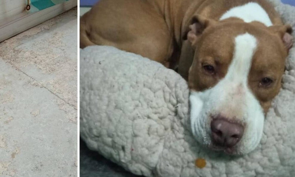 Πυροβολισμός πιτ μπουλ στο Γαλάτσι: Το μυστήριο και οι διαφορετικές καταθέσεις