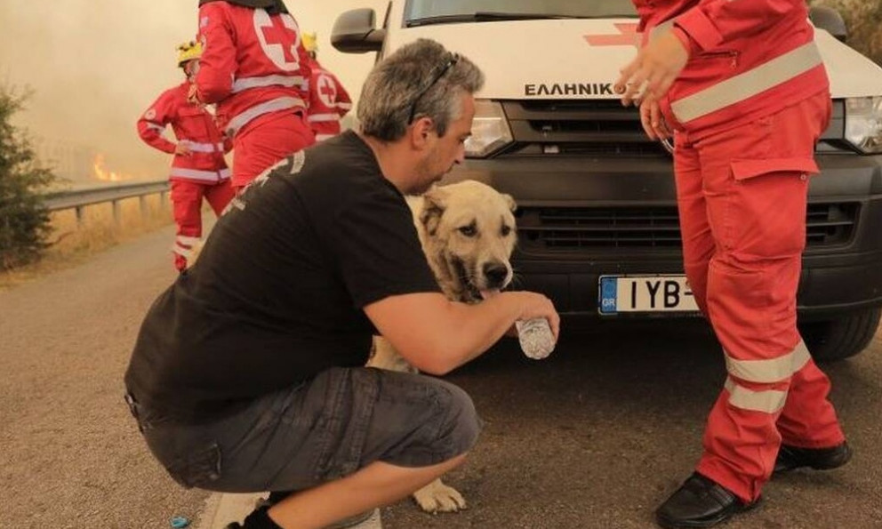 Πυρκαγιά Βαρυμπόμπη: Άνθρωποι σώζουν άλογα και σκυλιά - Εικόνες ελπίδας μέσα στον πύρινο εφιάλτη