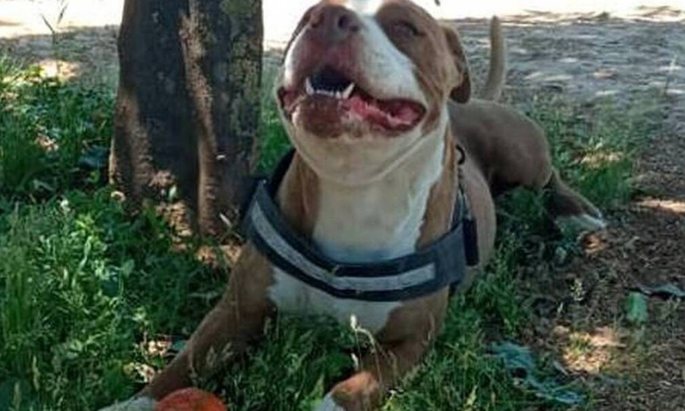 Ρεπορτάζ Newsbomb.gr: Είχε δικαίωμα ο αστυνομικός να πυροβολήσει το πιτ μπουλ; Τι απαντά ειδικός