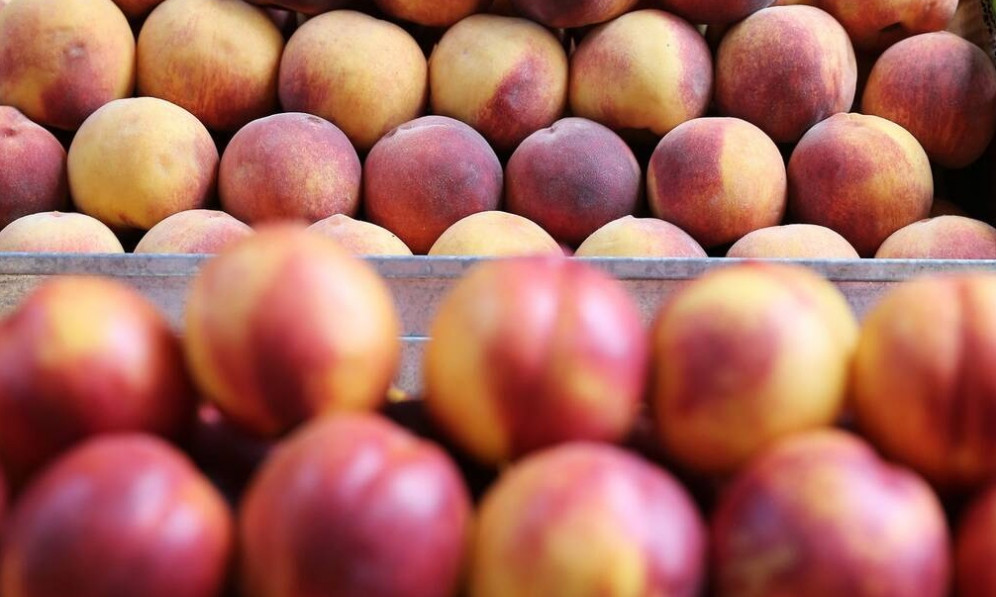 Επιχείρηση Κλοιός»: Φοροδιαφυγή 625 τόνων από κύκλωμα στο εμπόριο ροδάκινων